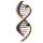 infinitum_DNAStrukturSplitter.gif